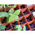 Gro-Smart - Propagation Tray - 78 Cell Thumbnail