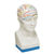 Cool Character - Colorful Phrenology Head