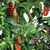 AeroGarden - Chili Pepper Seed Kit Thumbnail