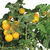 AeroGarden - Golden Harvest Cherry Tomato Seed Kit Thumbnail