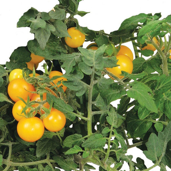 AeroGarden AERO506 - Golden Harvest Cherry Tomato