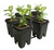Grow Flow Expansion Kit with (6) Five Gallon Square Pots - Active Aqua GFOE3 Thumbnail