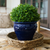 15 in. Diameter Boxwood Sphere Topiary - UV Resistant Thumbnail